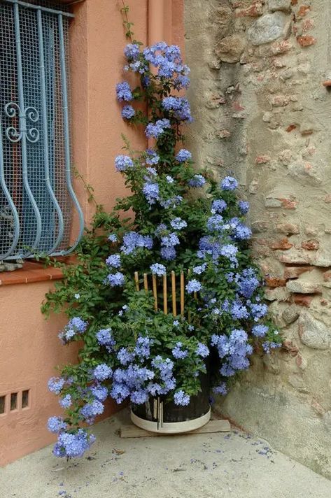 AzureBloom Climbing Roses