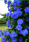 AzureBloom Climbing Roses