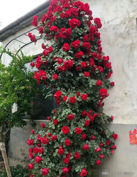 RoyalBloom Climbing Roses