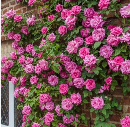 RoyalBloom Climbing Roses