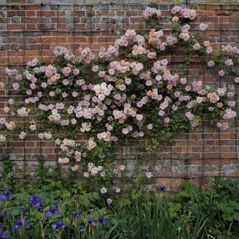 RoyalBloom Climbing Roses