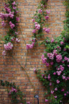 RoyalBloom Climbing Roses