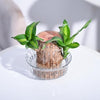 Mini Home Plant - LuckTwig