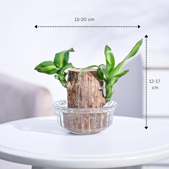 Mini Home Plant - LuckTwig